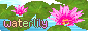 Waterlily Waterlily